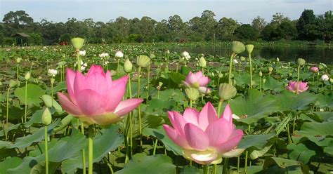 Image result for Horticulture Tips