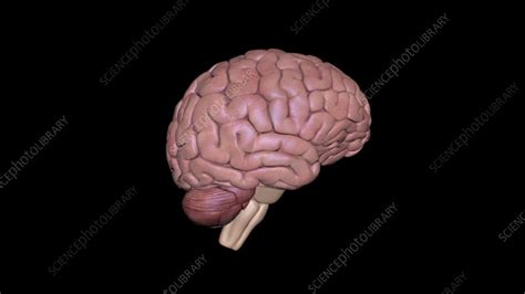 Brain ColorAnimation CGI 的图像结果