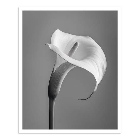 Calla - II – Calcuttan