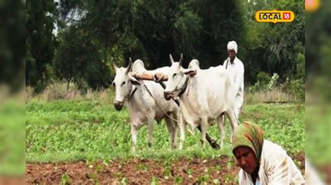 Pasu Bima: రైతులకు భారీ శుభవార్త.. అకౌంట్‌లోకి రూ.15 వేలు, రూ.190 కడితే ...