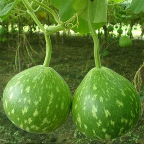 Bottle Gourd Bulb Dark Green Spots F1 Hybrid Seeds - Vigorous Growth ...