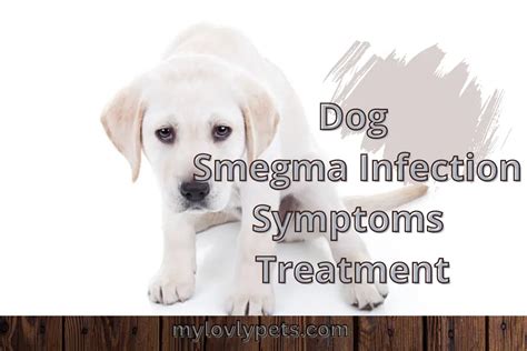 Dog Smegma Infection Symptoms Treatment
