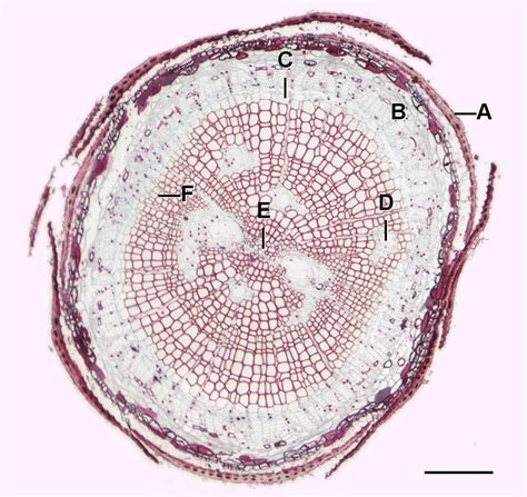 Duct Definition Root at Daryl Reif blog