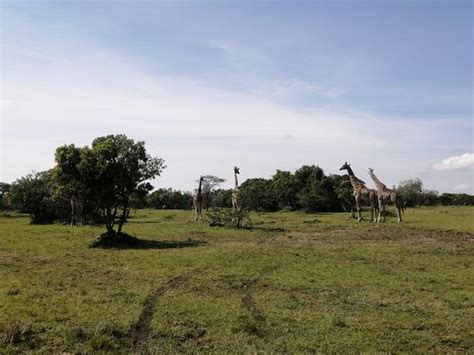 Lemur House of Travel - Nairobi | Tripadvisor