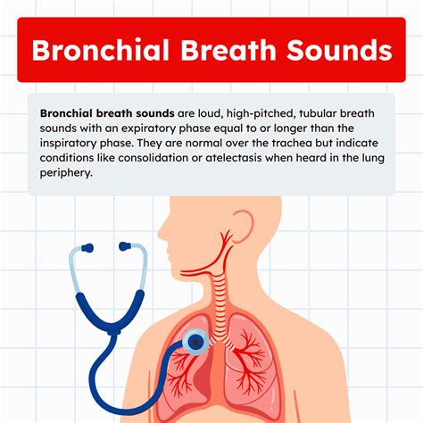 Bronchial Breath Sounds: Overview and Practice Questions