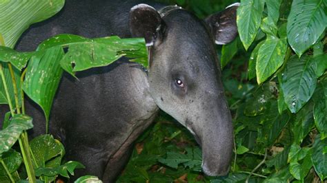 Species Spotlight: Baird’s Tapir, Our Allies Against Climate Change • The Revelator