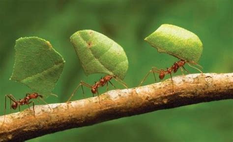 蚂蚁为何看不到人类？你了解多少呢？