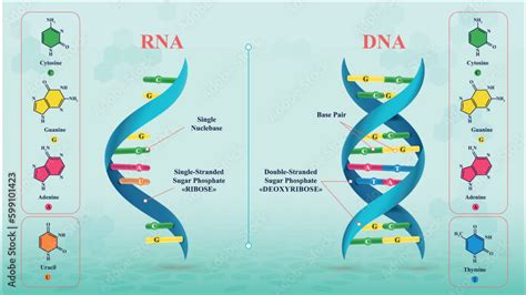 Image result for RNA DNA Explained
