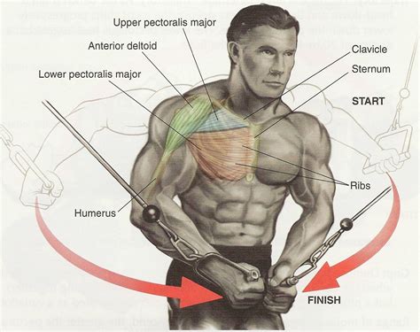 Pectoral Exercises for Chest Workout | Health Articles