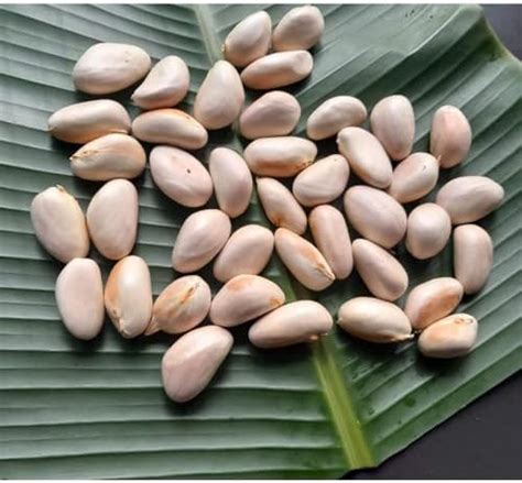 MMG Traders Dreams Nature Kerala Fresh Rare Jackfruit Seeds 1kg ...