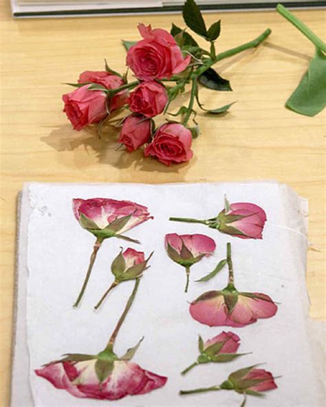Lucy Nunan: Drying Pressed Flowers In Microwave / How To Dry Flowers In ...