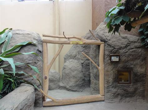 ZooLex Image - Mongoose and klipspringer