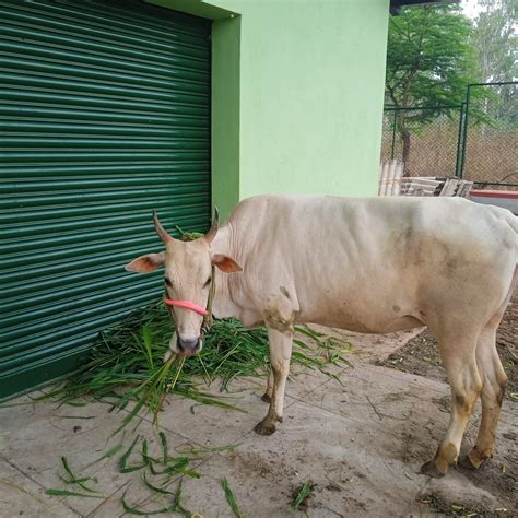 Agriculture Section | Regional Institute of Education, Mysuru