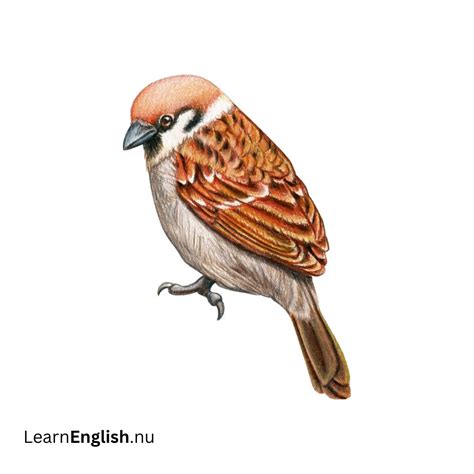 Bird Names in Spanish: 77 Birds in Spanish to English - learn spanish