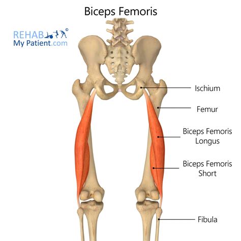 Biceps Femoris | Rehab My Patient