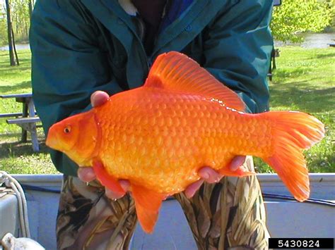 Lake Tahoe Goldfish