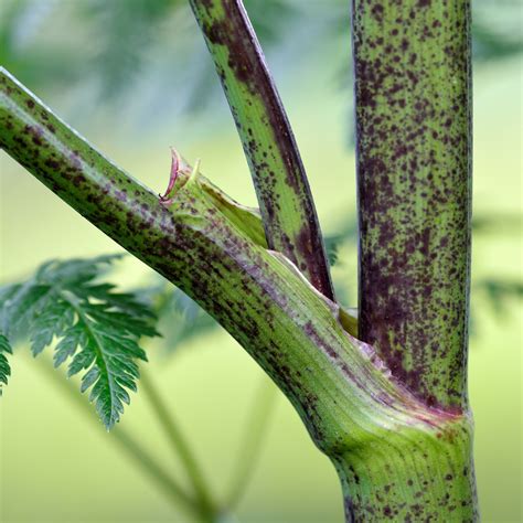 Poison Hemlock Rash
