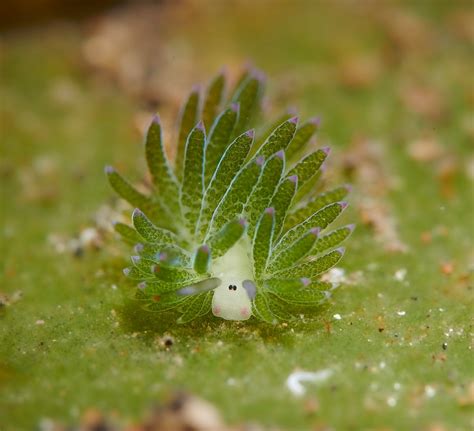 Image result for Extinct Animals Sea Creatures