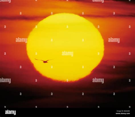 Sun and silhouette of bird flying Stock Photo - Alamy - silhouette of birds flying