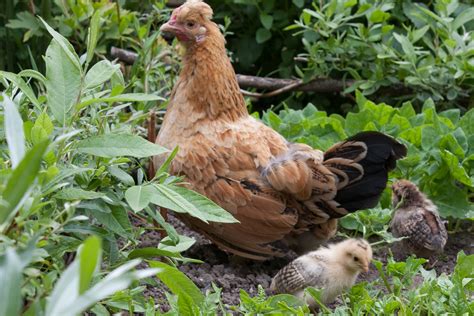 Spring Chickens 11 的图像结果