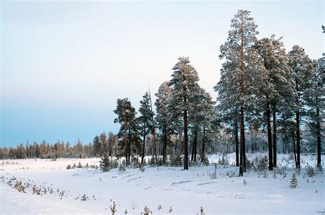 Climate Change Threatens Boreal Forests: Study Reveals Major Shifts and ...