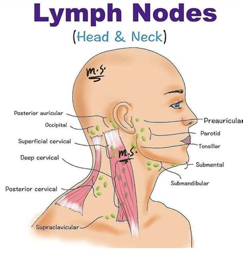 Posterior Cervical Nodes