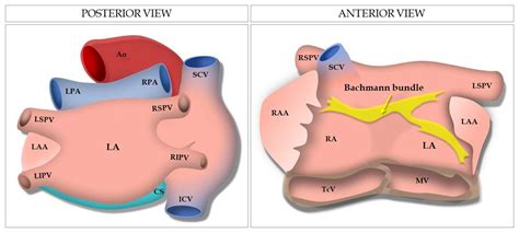 Multimodality Imaging in the Study of the Left Atrium