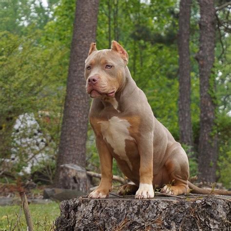 Xxl american bully xxl luxor bullys odysseus – Artofit