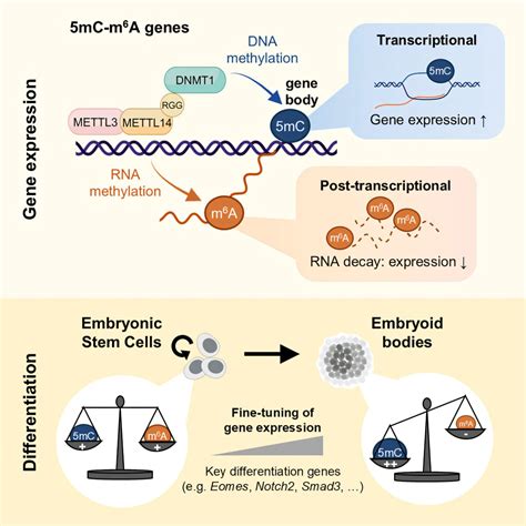 Newly discovered mechanism enables precise gene regulation by combining DNA and RNA epigenetics