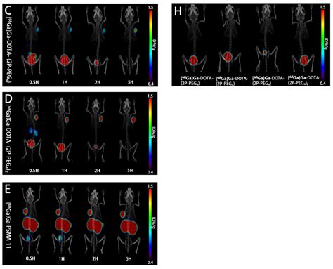 Imageological/Structural Study regarding the Improved Pharmacokinetics ...