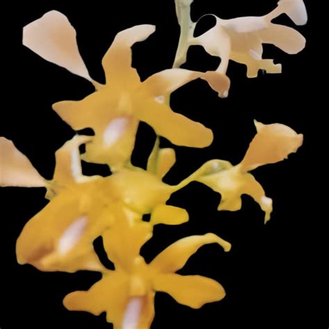 Dendrobium Orchid Plant Yellow Twist #188 - Seedling