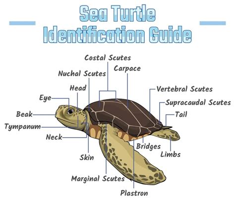 Image result for How Turtle Shells Grow