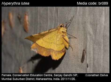 Hyperythra lutea | Moths