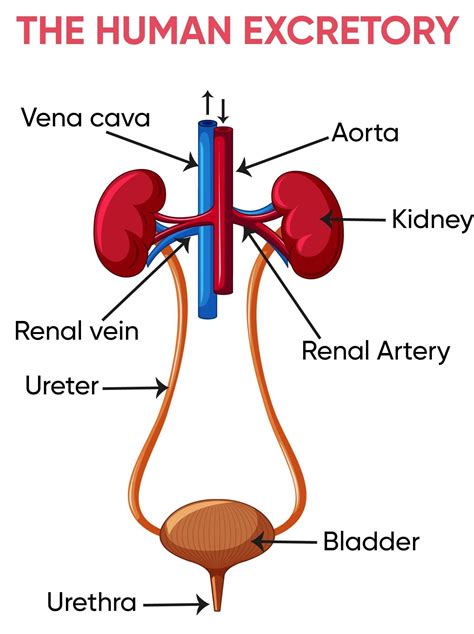 Explain excretory system and parts - Brainly.in