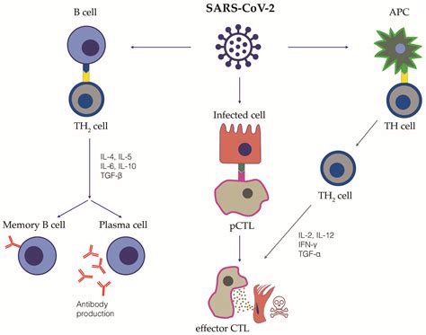Exploring the Role of Immune System and Inflammatory Cytokines in SARS ...