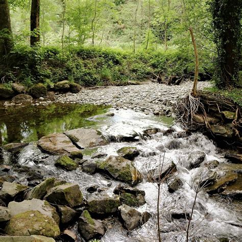 ABERGWYNANT WOODS (2026) All You Need to Know BEFORE You Go (with ...