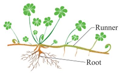 Runner Plant 的图像结果