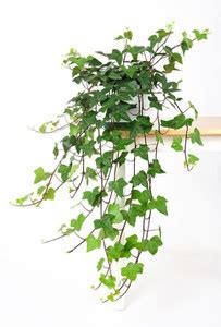 Vamsha Nature Care Ivy Plant Price in India - Buy Vamsha Nature Care ...