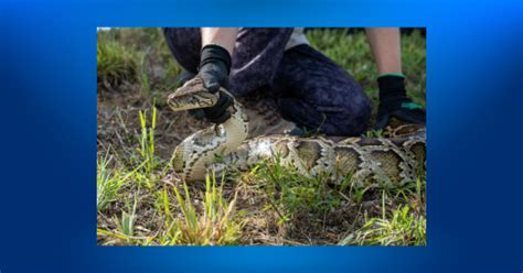 Florida Python Roundup 的图像结果