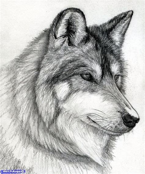 Image result for Easy Drawings of Wolves