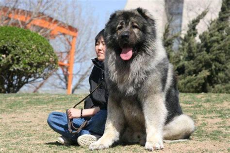 全球最凶猛、战斗力最强的高加索犬，无愧“犬中之王”的威名_腾讯新闻