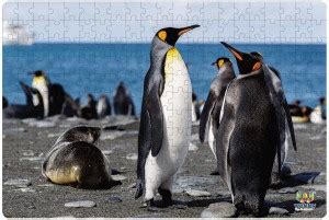 Webby Penguins on Seashore Wooden Jigsaw Puzzle, 252 pieces - Penguins ...