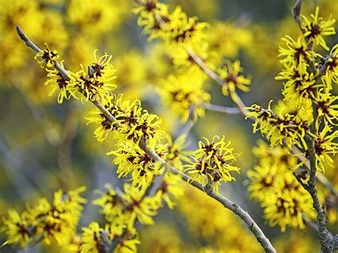 Top 10 Early Spring Flowering Bushes - Birds and Blooms