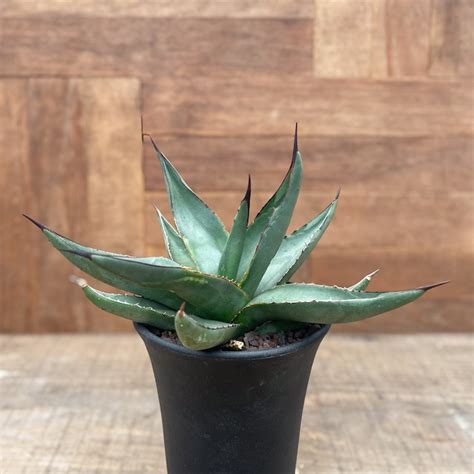 Agave nigra “Shark Skin”【アガベ・ニグラ・シャークスキン】 | RIMO'S GREEN サボテンと多肉植物の通販サイト