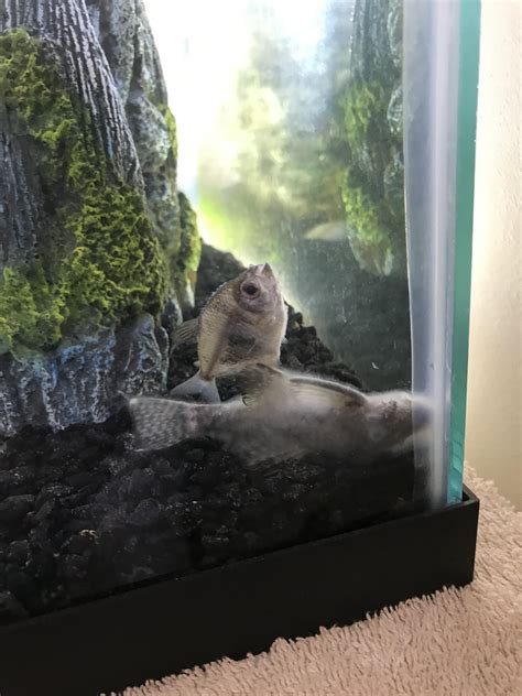 Today I woke up to a faint smell of dead fish, but I didn’t mind to ...