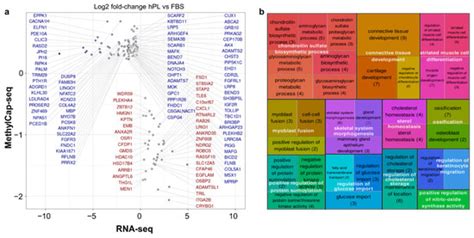 Cells | Special Issue : Cellular Mechanisms of Bone Regeneration