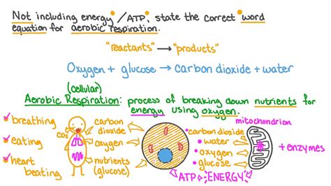 Beautiful Work Chemical Formula Aerobic Respiration Equation Of And ...