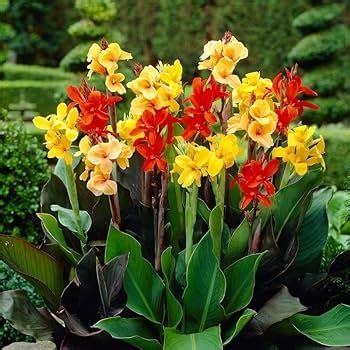 Canna lilies (Canna spp.)set of 5|Buy Canna Lily Bulbs Online|Canna Li ...