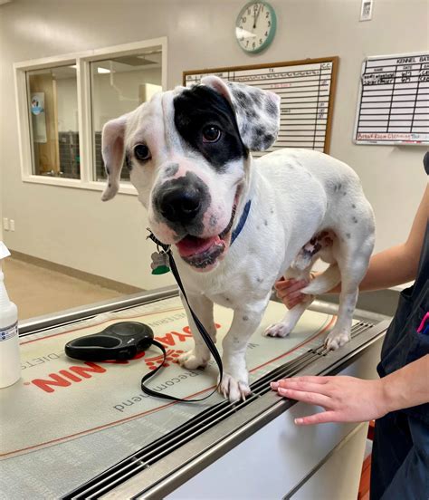 MECHANICSVILLE ANIMAL HOSPITAL - Mechanicsville VA - Hours, Directions ...