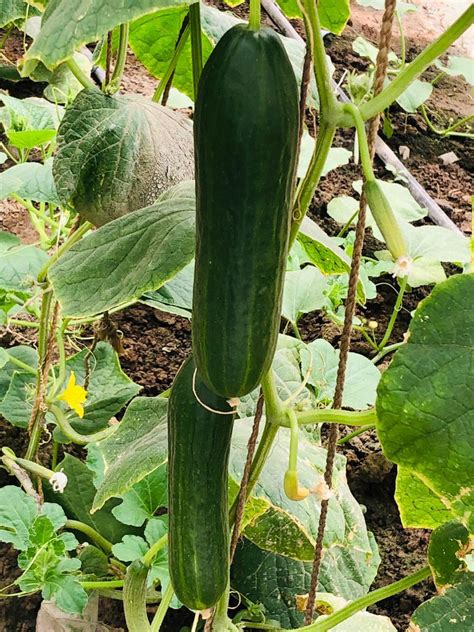 Organic Farming - Mak Life Producer Company Limited